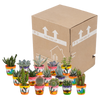 Kakteen-Set „Kakteen & Sukkulenten“ – Kakteen und Sukkulenten gemischt – Ansicht 21