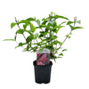 Deutzie ‚Strawberry Fields' – Deutzia hybrida – Ansicht 3
