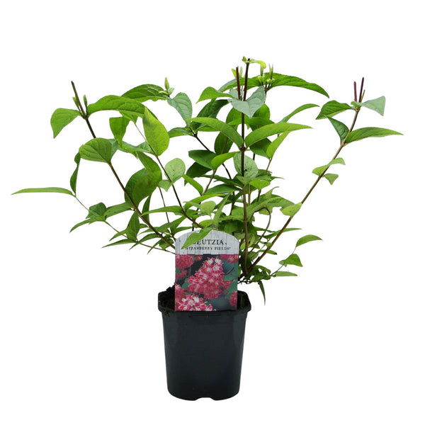 Deutzie ‚Strawberry Fields' – Deutzia hybrida – Ansicht 3