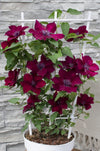 Waldrebe ‚Nubia' – Clematis – Ansicht 7