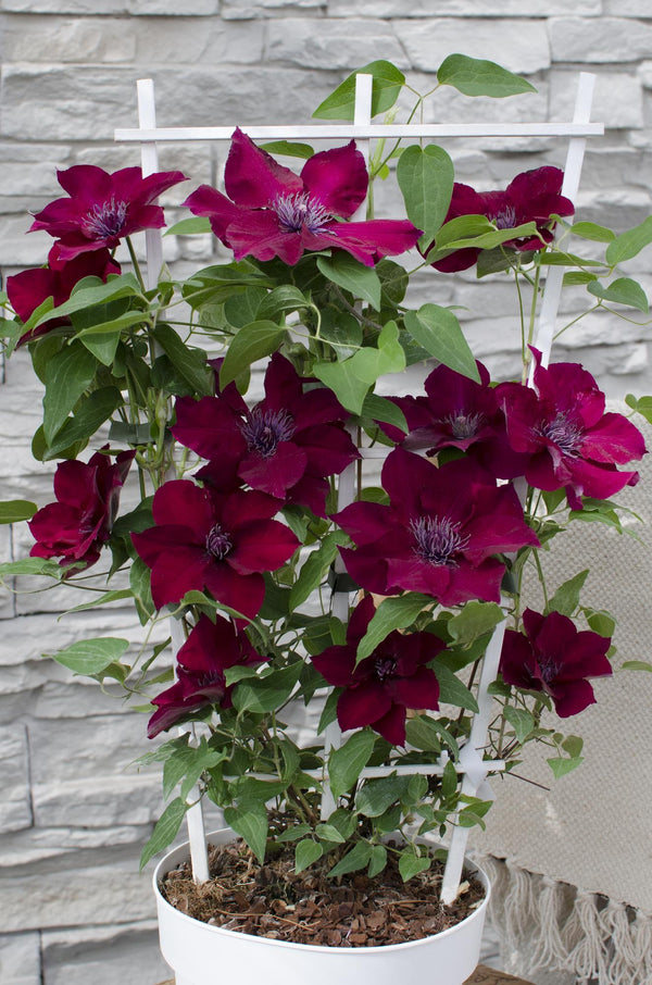 Waldrebe ‚Nubia' – Clematis – Ansicht 7
