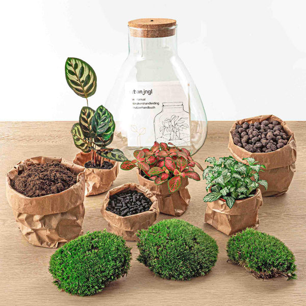 Flaschengarten-Set „Sam Calathea" – DIY-Terrarium mit Lampe und Calathea – Ansicht 2