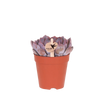 Sukkulenten-Set „Mini“ – Echeveria, Geldbaum & Haworthia mit Übertöpfen – im Set enthalten: Echeveria ‚Summer'