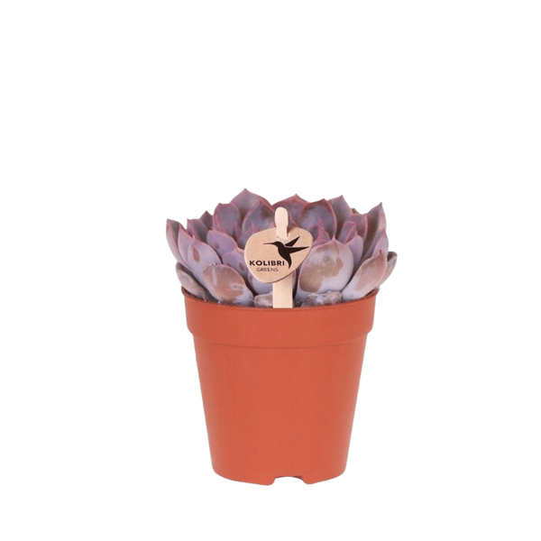 Sukkulenten-Set „Mini“ – Echeveria, Geldbaum & Haworthia mit Übertöpfen – im Set enthalten: Echeveria ‚Summer'