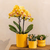 Schmetterlingsorchidee ‚Blossom Lima' – Phalaenopsis – Ansicht 8