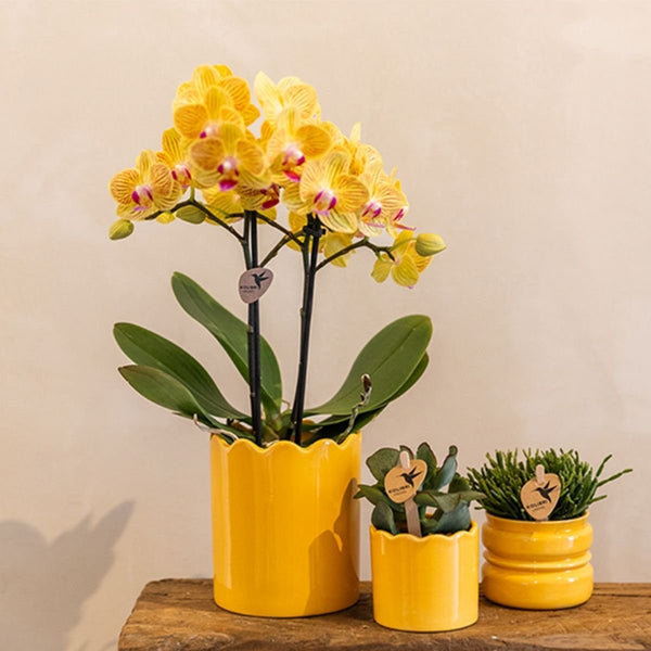 Schmetterlingsorchidee ‚Blossom Lima' – Phalaenopsis – Ansicht 8