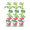 Taybeere – Rubus fruticosus × idaeus – Ansicht 2