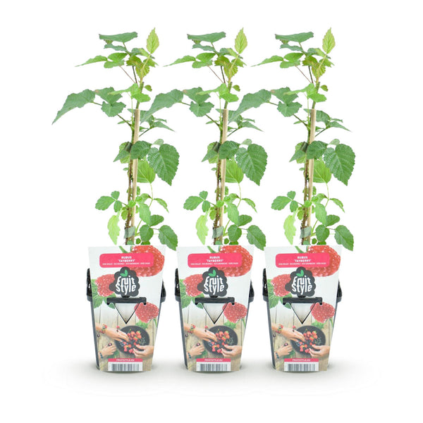 Taybeere – Rubus fruticosus × idaeus – Ansicht 2