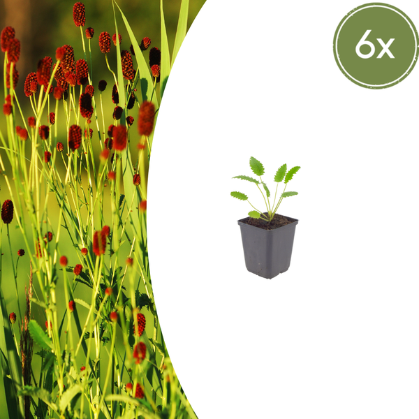 Großer Wiesenknopf ‚Tanna' – Sanguisorba officinalis – 6 Stück