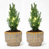 Lawsons Scheinzypresse ‚Ellwoodii' – Chamaecyparis lawsoniana