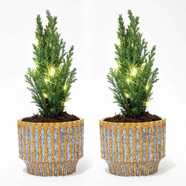 Lawsons Scheinzypresse ‚Ellwoodii' – Chamaecyparis lawsoniana