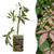 Chinesischer Wilder Wein – Parthenocissus henryana – 1 Stück, Ø 9 cm · 35 cm