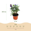 Schmetterlingsstrauch ‚Butterfly Candy Little Tricolour' – Buddleja davidii – Ansicht 3