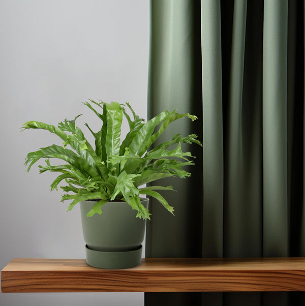 Nestfarn ‚Crissie' – Asplenium nidus – Ansicht 5