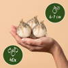 Kugellauch ‚Ping Pong' – Allium – Ansicht 3