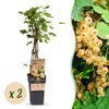 Weiße Johannisbeere ‚Witte Parel' – Ribes rubrum