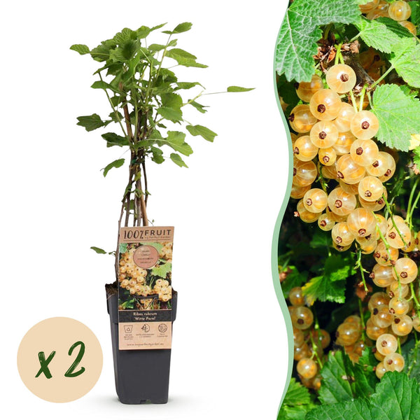 Weiße Johannisbeere ‚Witte Parel' – Ribes rubrum