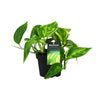 Efeutute ‚HiColor' – Epipremnum pinnatum