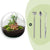 Flaschengarten-Set „Dome XL" – DIY-Terrarium mit Ficus-Ginseng-Bonsai