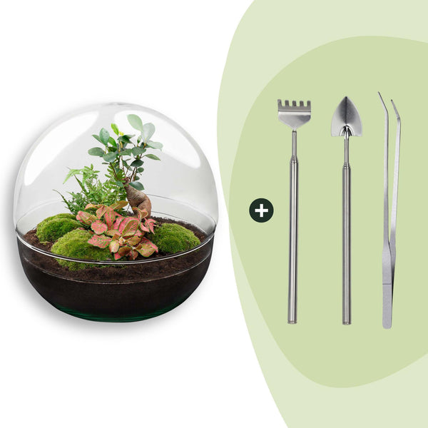 Flaschengarten-Set „Dome XL" – DIY-Terrarium mit Ficus-Ginseng-Bonsai