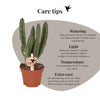 Aasblume – Stapelia leendertziae – Ansicht 10