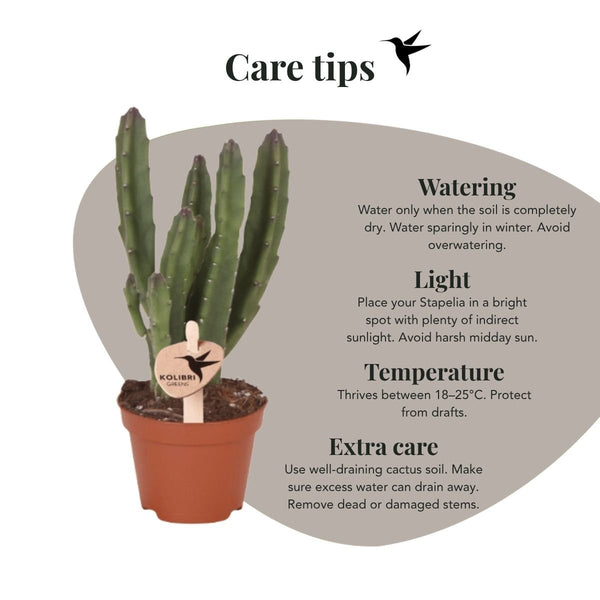 Aasblume – Stapelia leendertziae – Ansicht 10