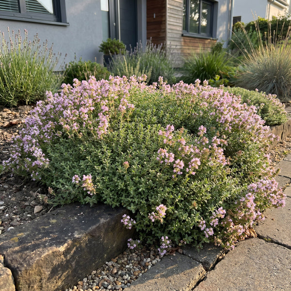Kriech-Thymian ‚Minor' – Thymus praecox – Ansicht 6