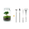 Flaschengarten-Set „Kaffeepflanze" – DIY-Terrarium mit Coffea arabica und Werkzeug