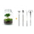 Flaschengarten-Set „Kaffeepflanze" – DIY-Terrarium mit Coffea arabica und Werkzeug
