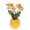 Orchidee ‚Las Vegas' – Phalaenopsis