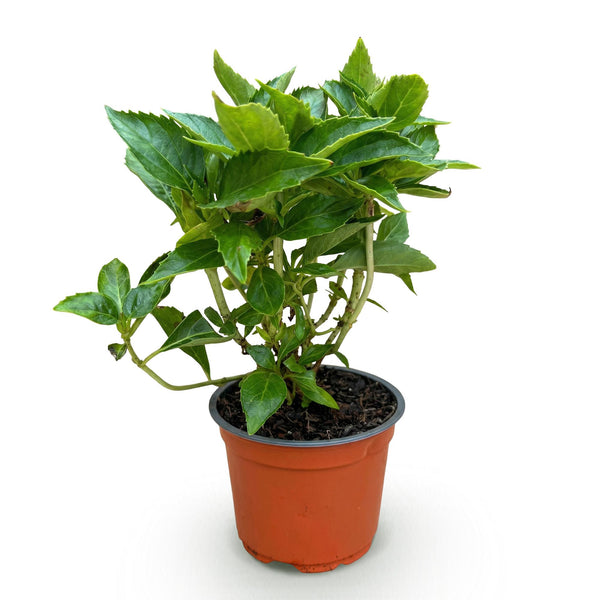 Hortensie – Hydrangea macrophylla – Ansicht 2