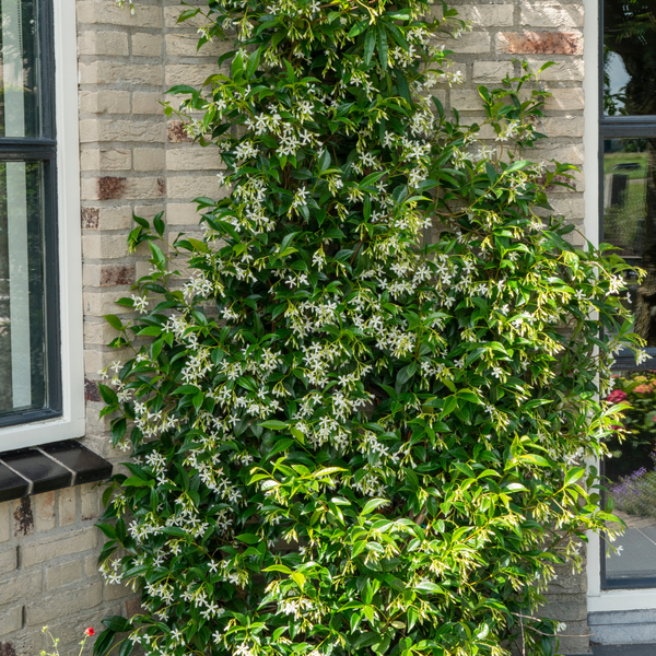 Sternjasmin ‚Star of Venice' – Trachelospermum jasminoides – Ansicht 4
