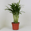 Zimmerpflanzen-Set „Katzen & Hunde“ – 3 Zimmerpflanzen – im Set enthalten: Goldfruchtpalme – Dypsis lutescens