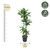 Drachenbaum ‚Cintho' – Dracaena – Ansicht 2