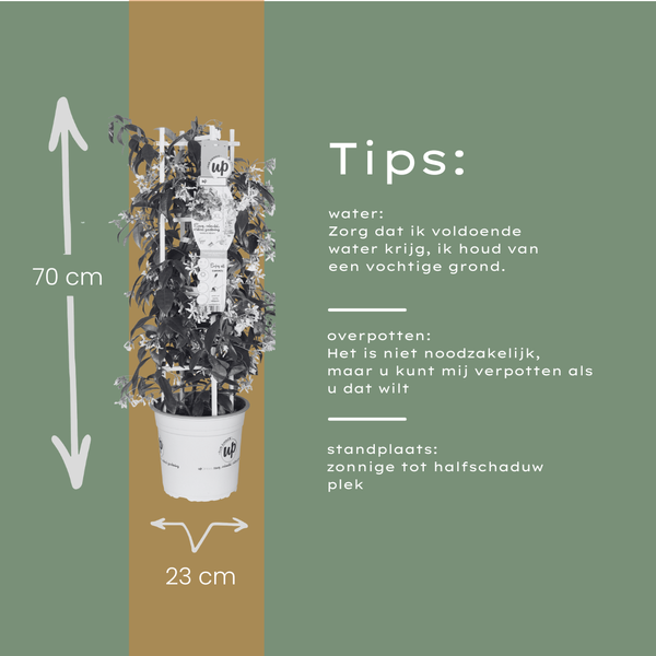 Sternjasmin ‚Star of Venice' – Trachelospermum jasminoides – Ansicht 9