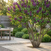 Gemeiner Flieder ‚Ludwig Späth' – Syringa vulgaris – Ansicht 6