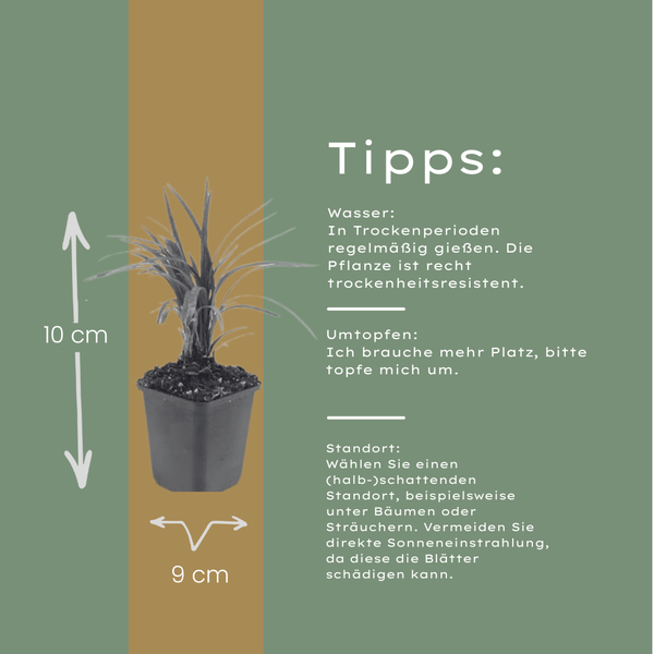 Lilientraube ‚Moneymaker' – Liriope muscari – Ansicht 4