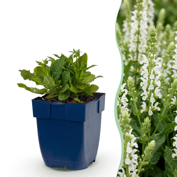 Steppensalbei ‚Schneehügel' – Salvia nemorosa