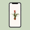 Guzmanie ‚Ostara' – Guzmania – Ansicht 4