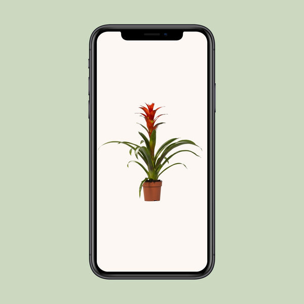 Guzmanie ‚Ostara' – Guzmania – Ansicht 4