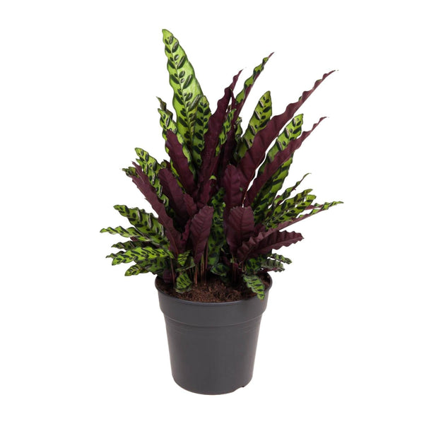 Calathea lancifolia