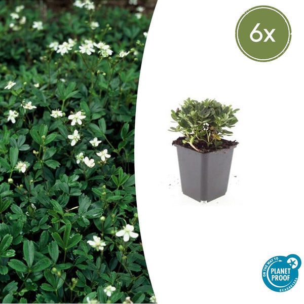 Dreizähniges Fingerkraut ‚Nuuk' – Potentilla tridentata – 6 Stück