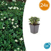 Dreizähniges Fingerkraut ‚Nuuk' – Potentilla tridentata