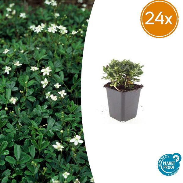 Dreizähniges Fingerkraut ‚Nuuk' – Potentilla tridentata