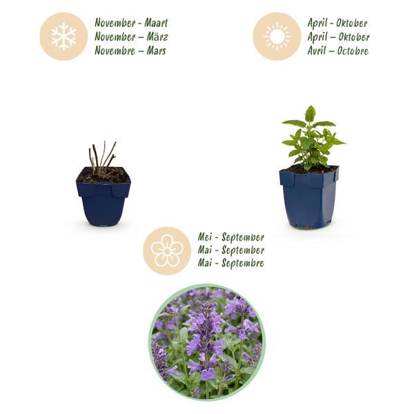 Katzenminze ‚Neptune' – Nepeta nervosa – Ansicht 4