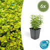 Kriechspindel ‚Emerald 'n Gold' – Euonymus fortunei – Standard, 6 Stück