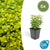 Kriechspindel ‚Emerald 'n Gold' – Euonymus fortunei – Standard, 6 Stück