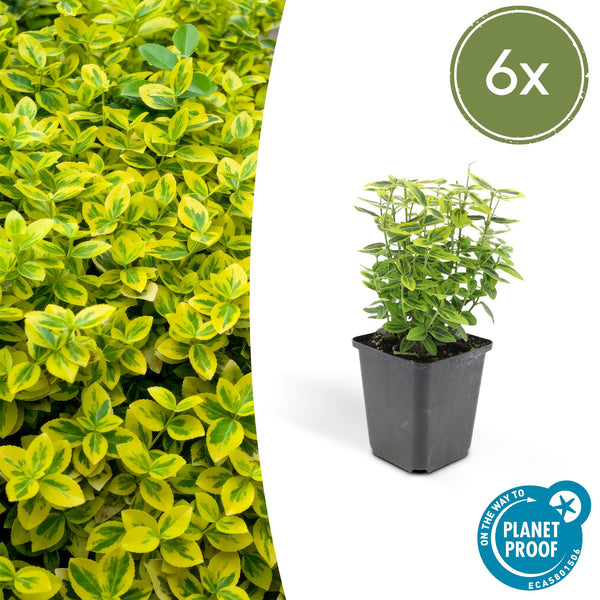 Kriechspindel ‚Emerald 'n Gold' – Euonymus fortunei – Standard, 6 Stück