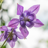 Akelei – Aquilegia vulgaris – Ansicht 4