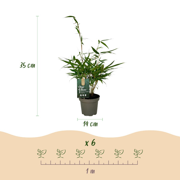 Schirmbambus ‚Pingwu' – Fargesia robusta – Ansicht 3